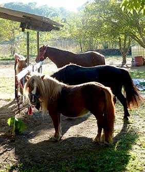 Poney Club Les Galopins de Teyran - Hérault 34