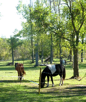 Poney Club Les Galopins de Teyran - Hérault 34