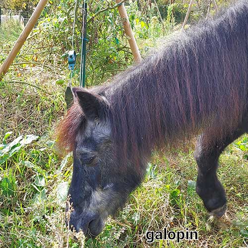 Poney club Les Galopins